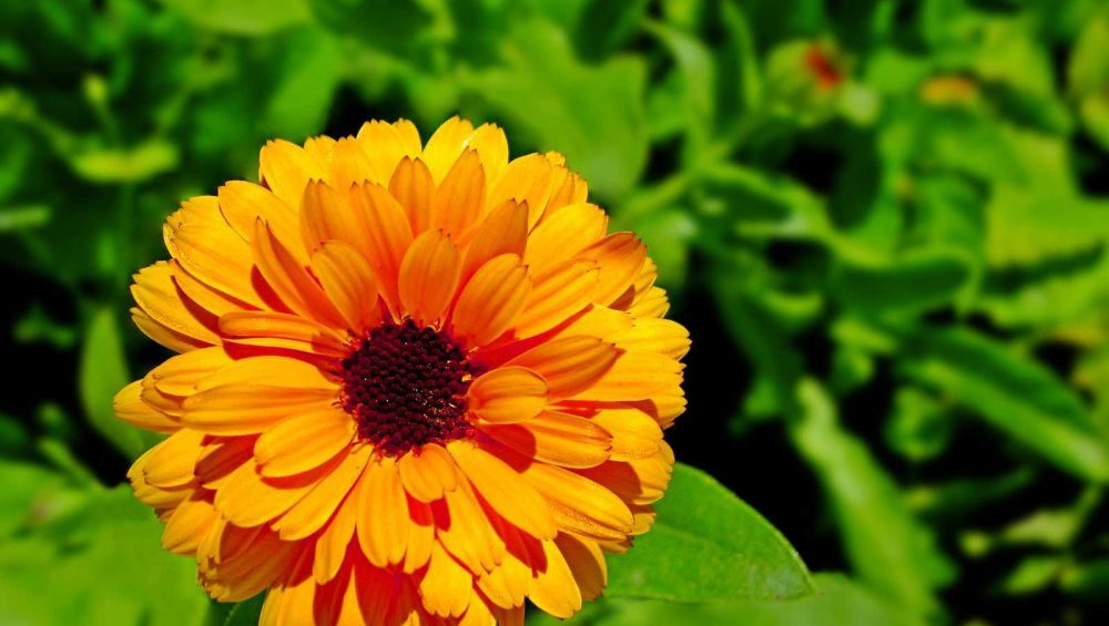 calendula