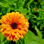 calendula