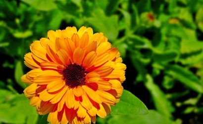 calendula