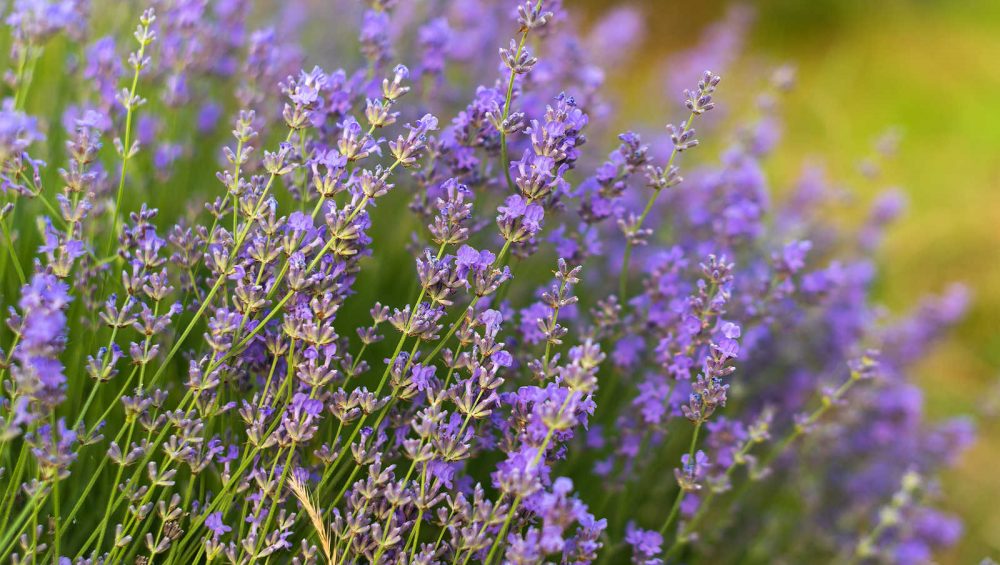 lavanda