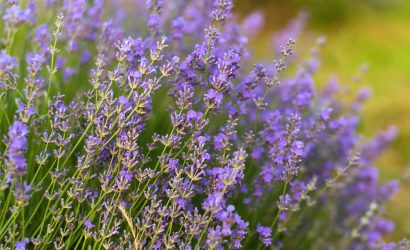 lavanda