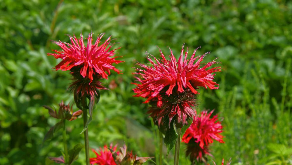 monarda