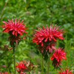 monarda