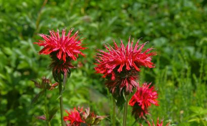 monarda